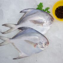 POMFRET (10-14PCS PER KG).[GROSS WEIGHT OF PRODUCT MAY DIFFER FROM THE NET WEIGHT UPTO 10-20%, DUE TO CLEANING, GUTTING & DRESSING.] (500GM)