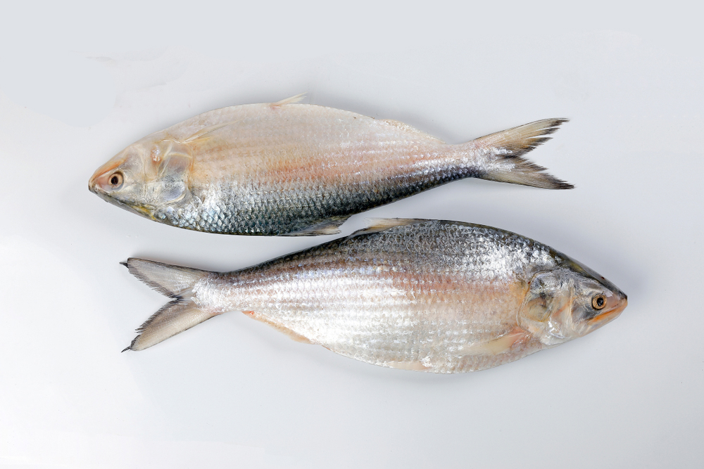 HILSA / ILISH FISH ( 1 -1.2 KG ).[GROSS WEIGHT OF PRODUCT MAY DIFFER FROM THE NET WEIGHT UPTO 10-20%, DUE TO CLEANING, GUTTING & DRESSING.] (1PC)