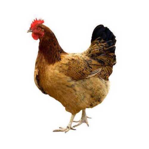 Desi / Country Chicken whole gross weight (without skin)900-1.2Kg (1.00Unit)
